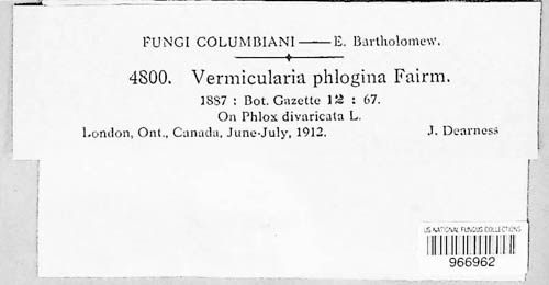 Vermicularia phlogina image